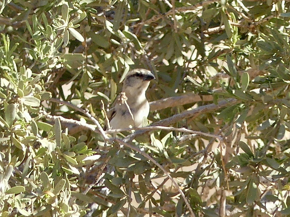 オオスズメ - ML646762447