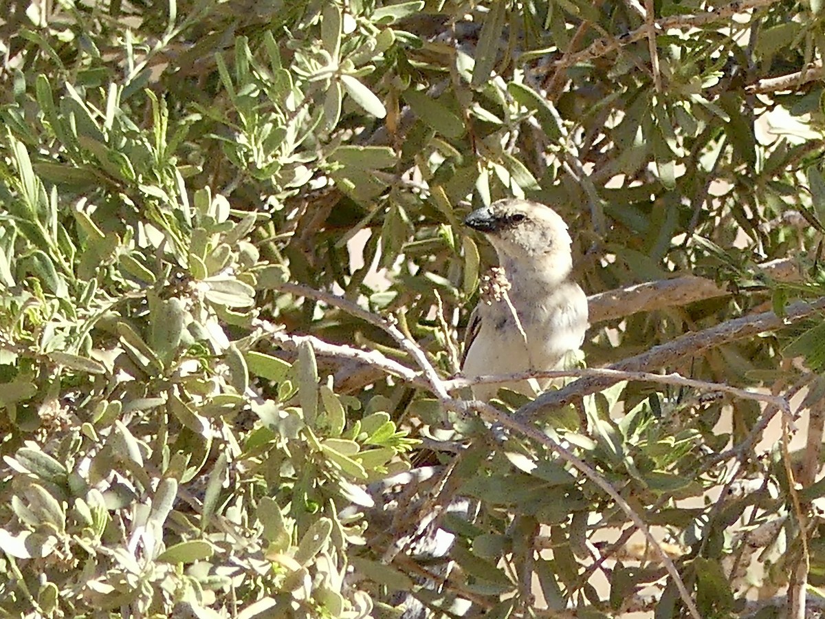 オオスズメ - ML646762448