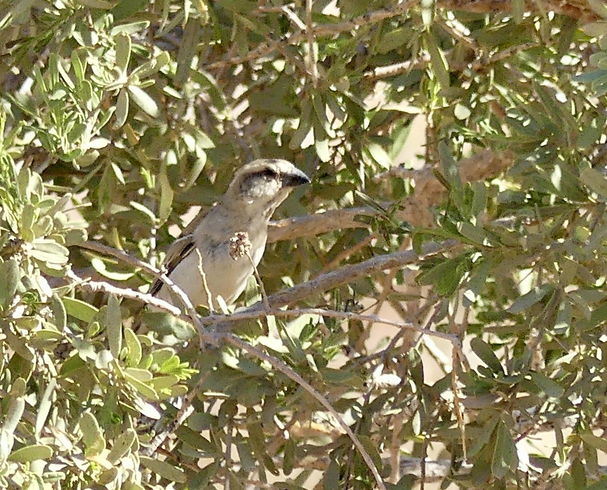 オオスズメ - ML646762449