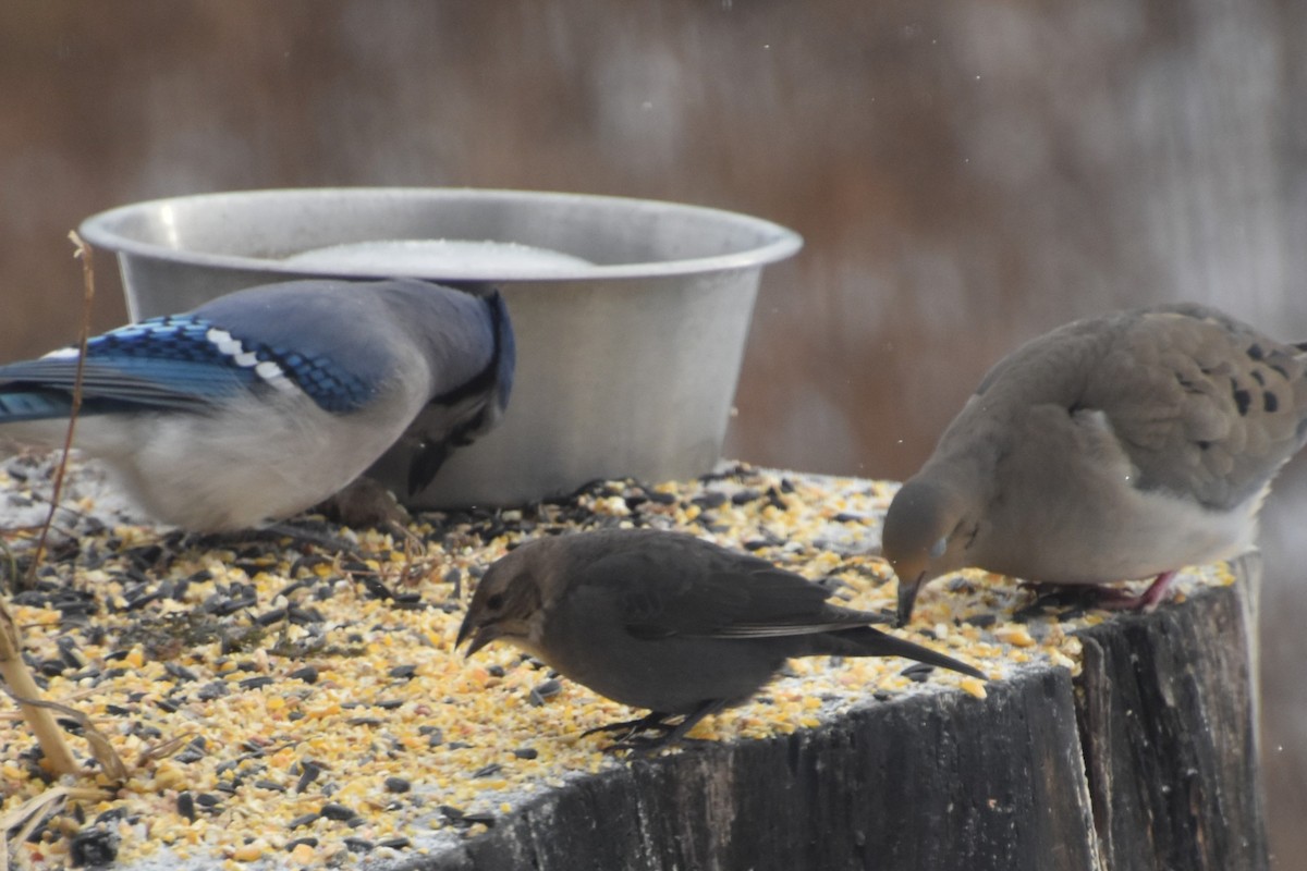 brunhodetrupial - ML646762450