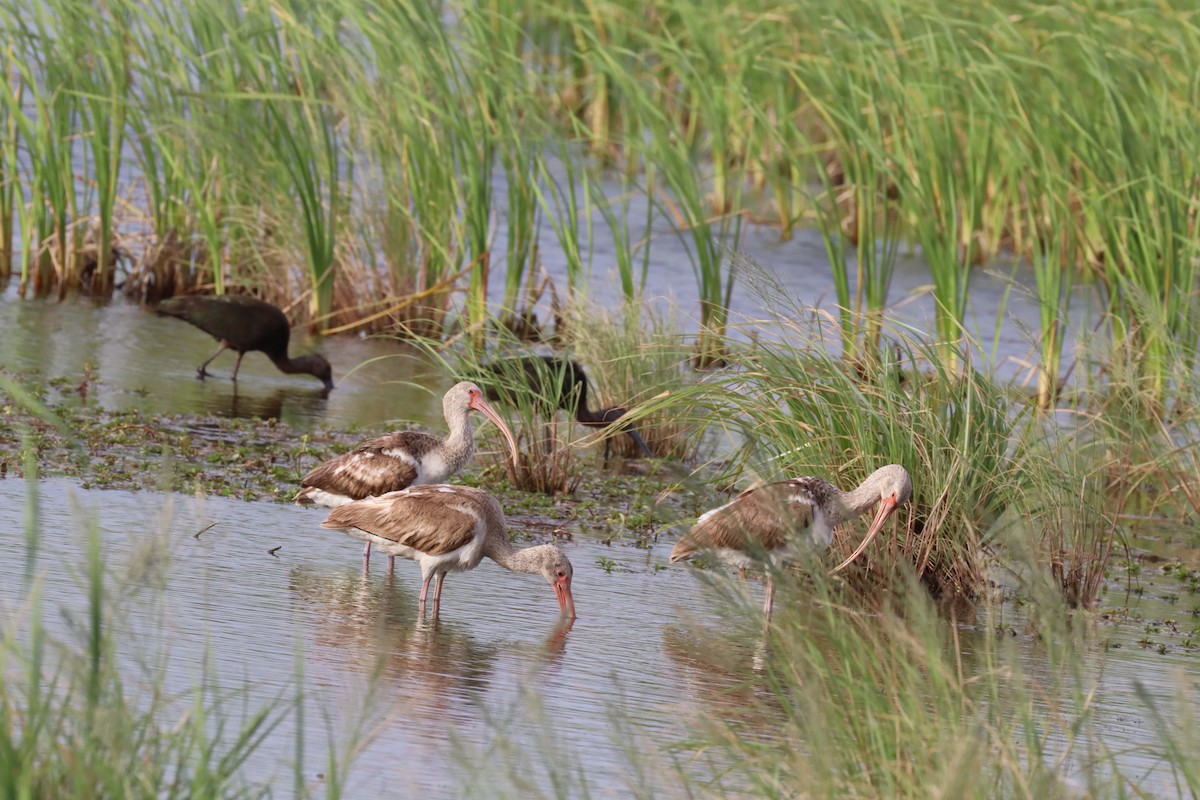 White Ibis - ML646762452