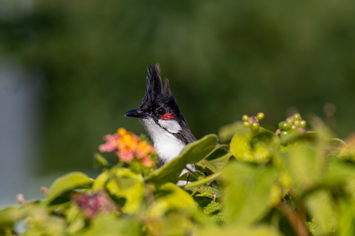 Red-whiskered Bulbul - ML646762453