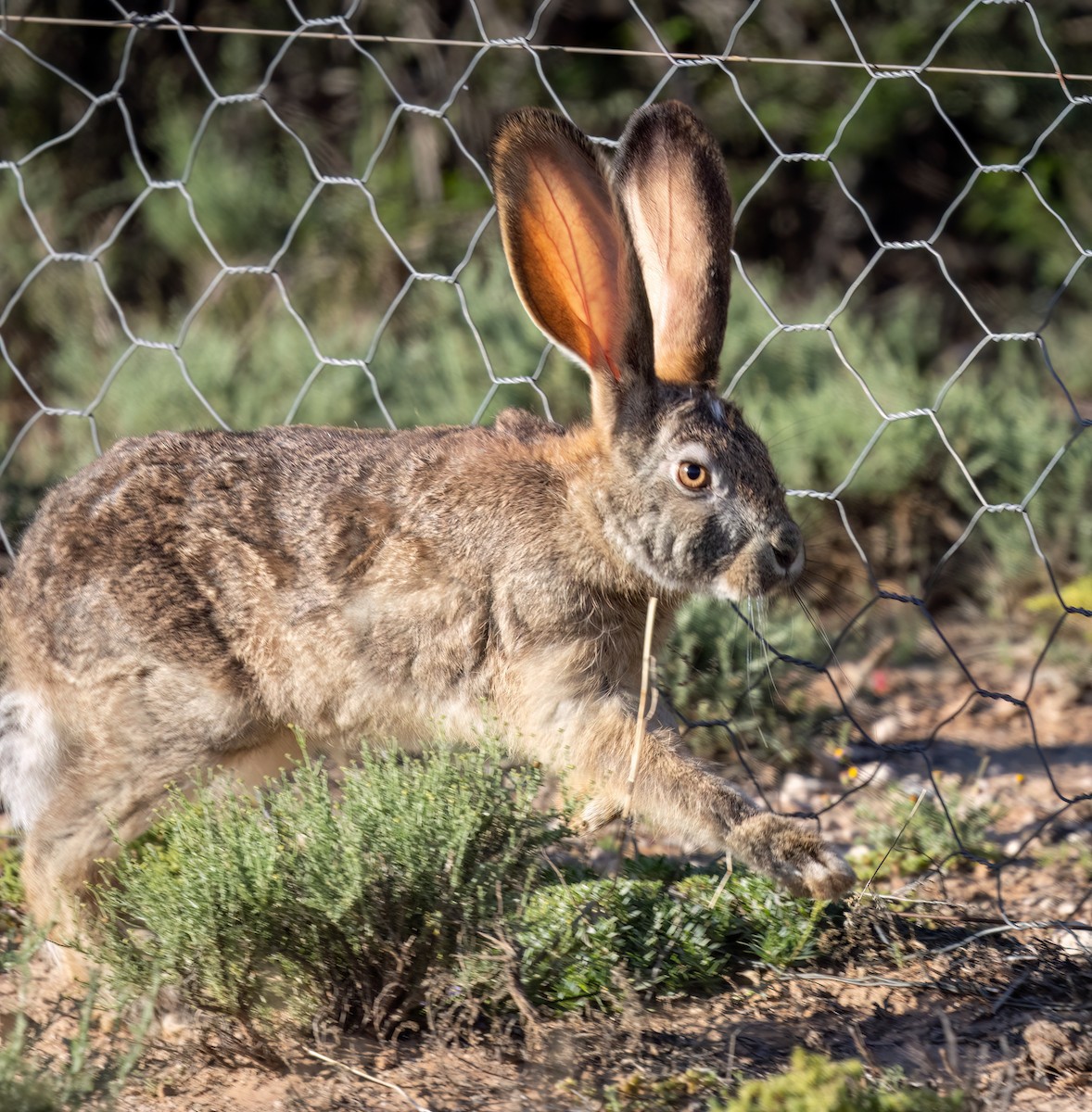 Lievre Du Cap - ML646762454