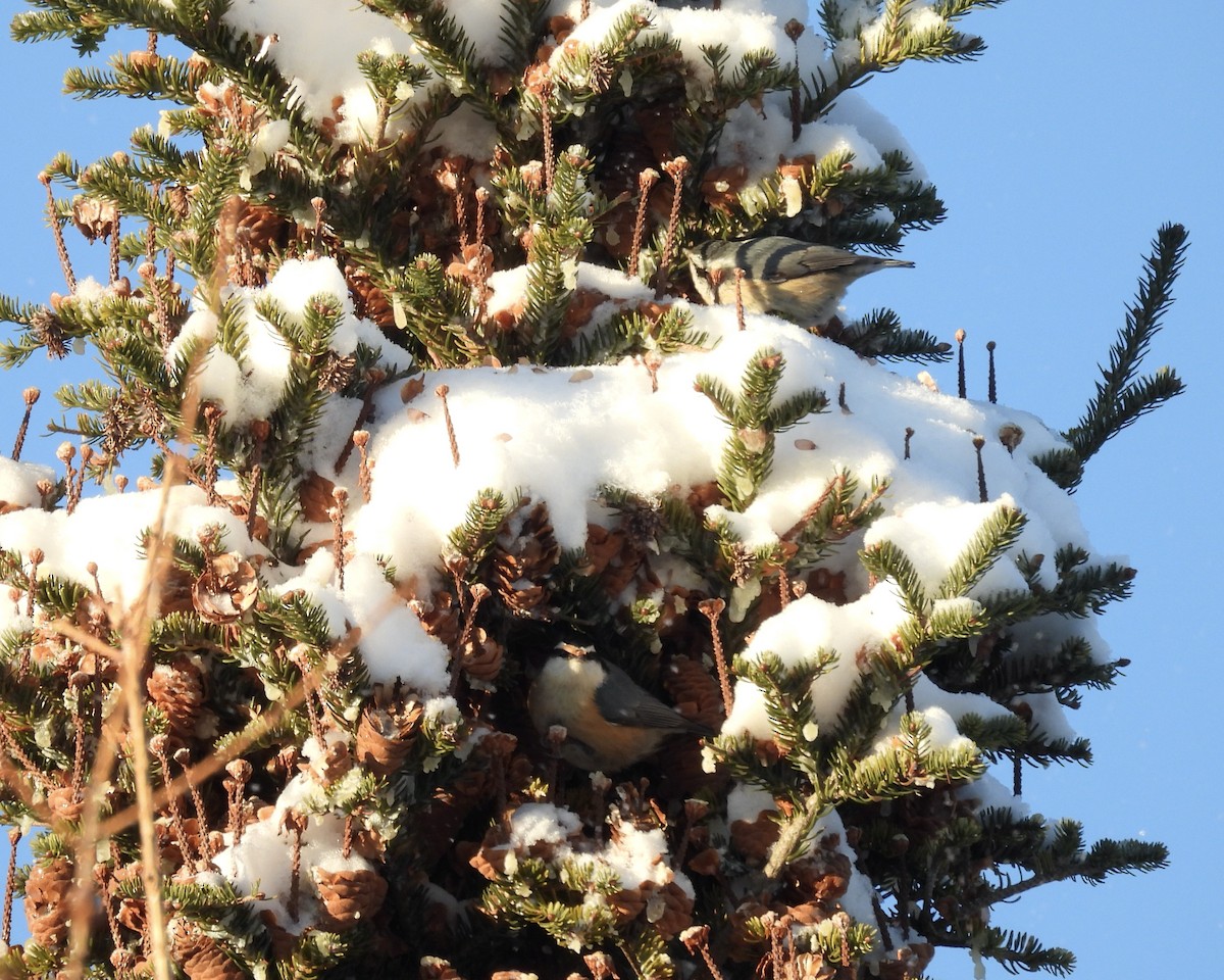 Red-breasted Nuthatch - ML646762459