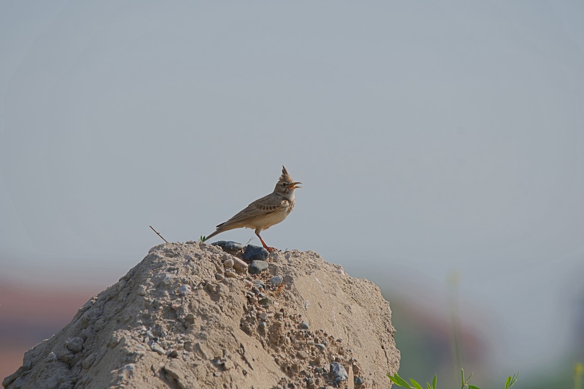 Crested Lark - ML646762462