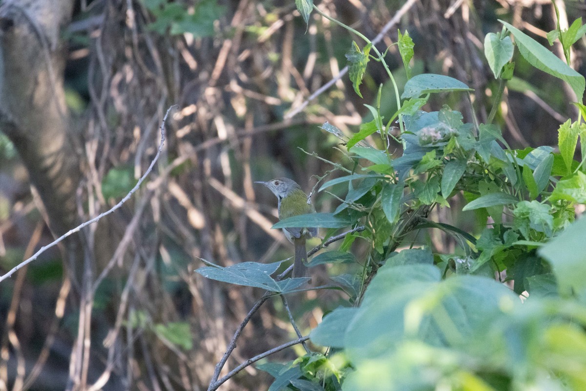 Mountain Tailorbird - ML646762464
