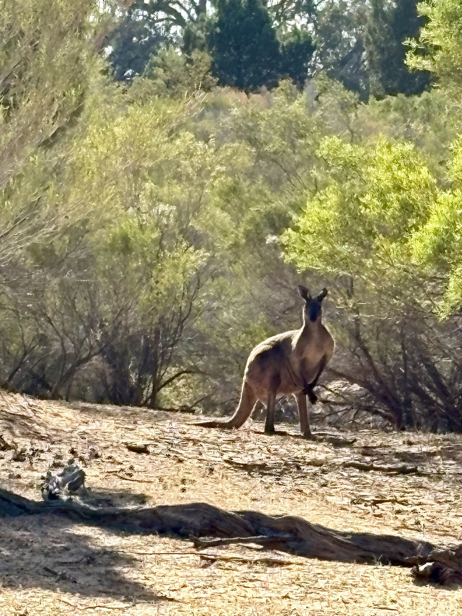 Westliches Graues Riesenkänguru - ML646762465