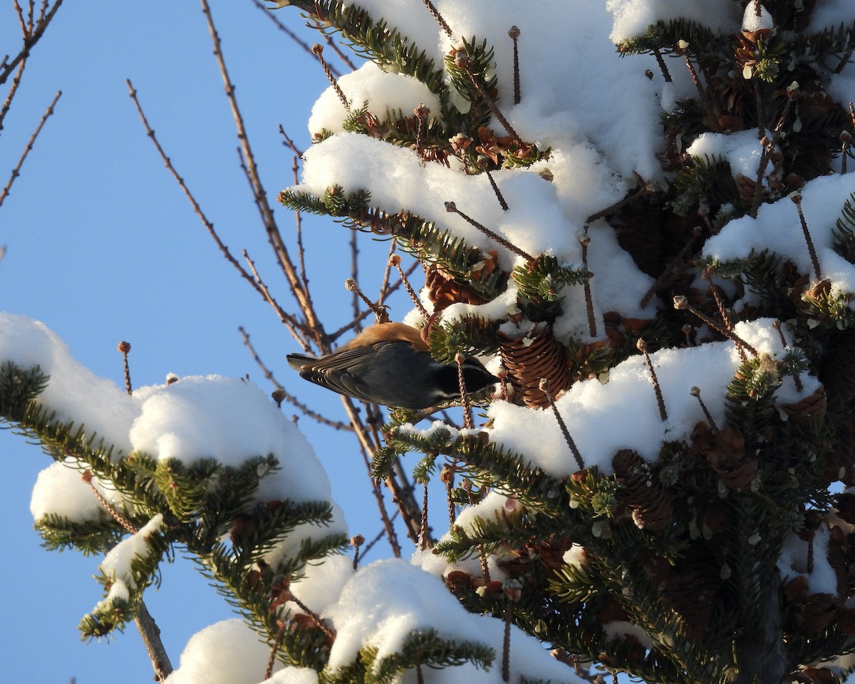Red-breasted Nuthatch - ML646762466