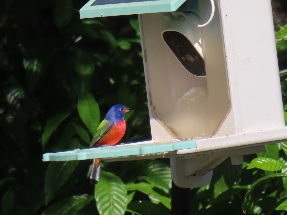 Boyalı Çinte - ML646762473