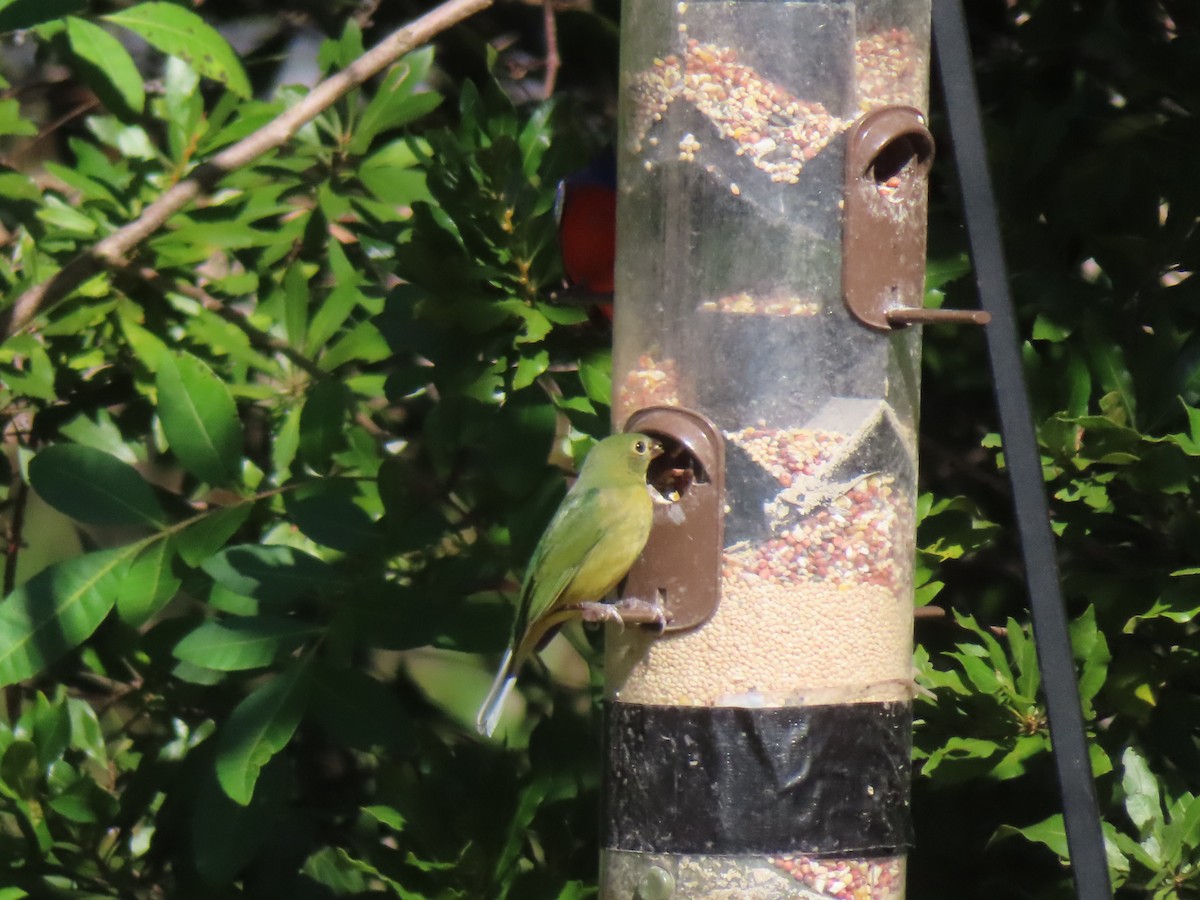 Boyalı Çinte - ML646762480