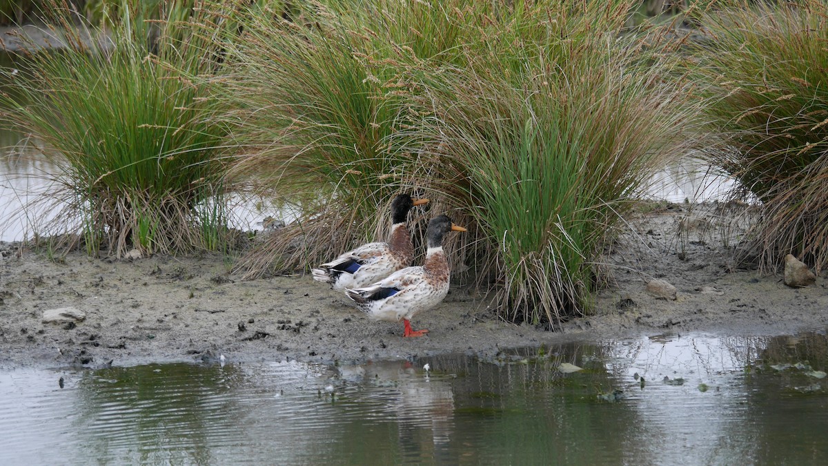 綠頭鴨(馴化) - ML646762481