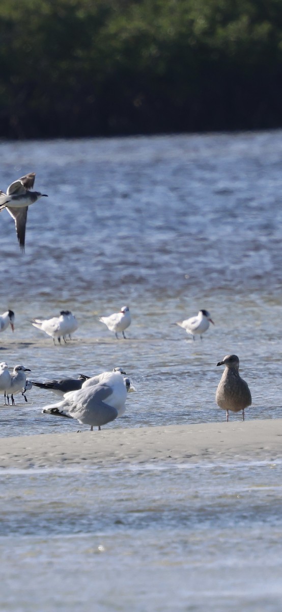 Мартин американський - ML646762482