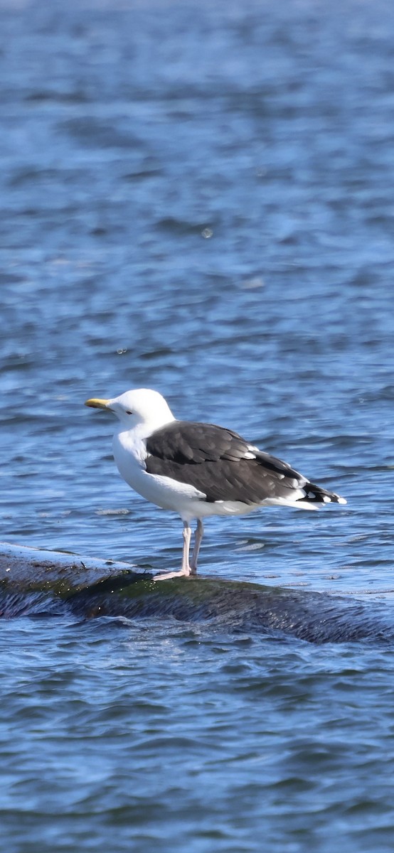 Great Black-backed Gull - ML646762488