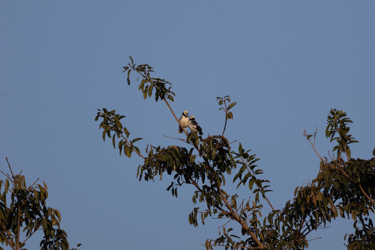 Black-collared Starling - ML646762492