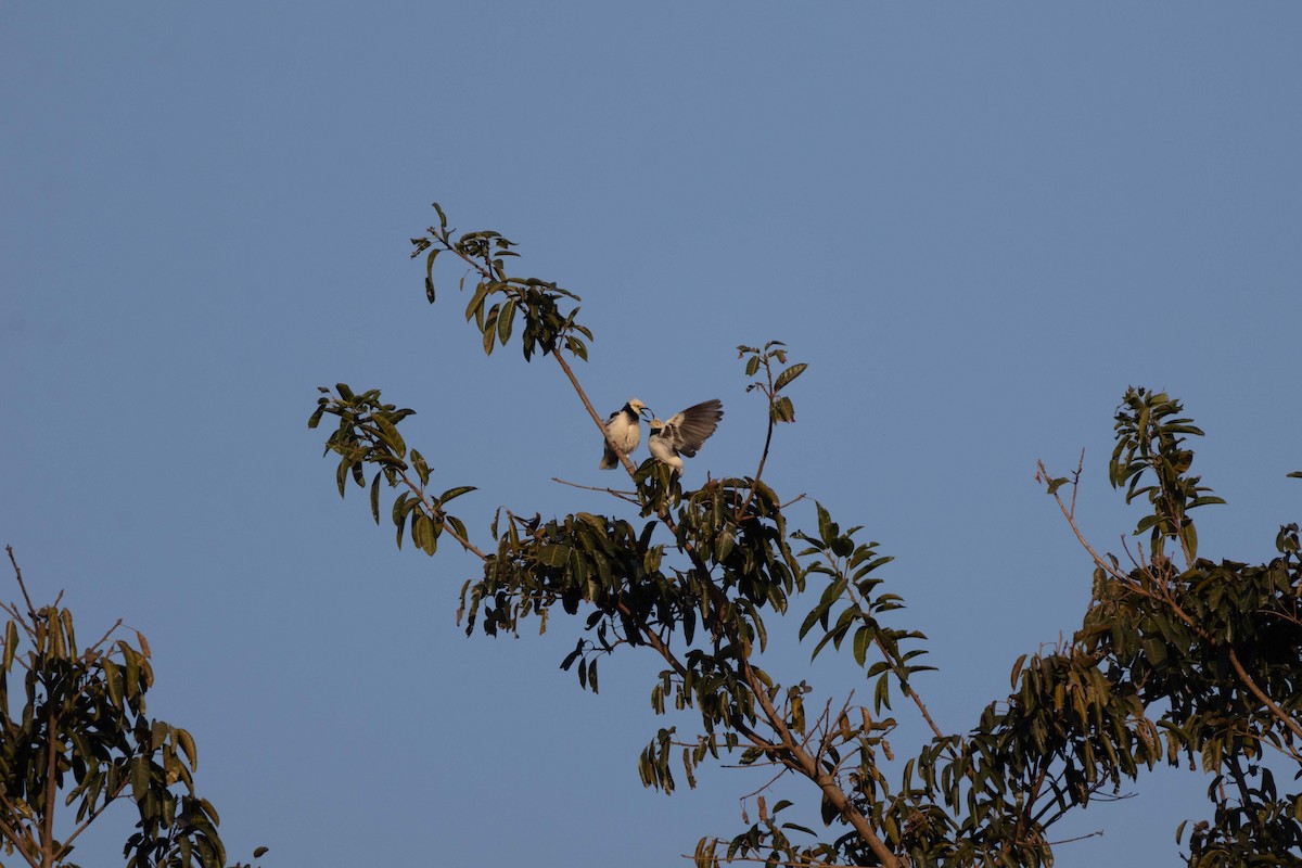 Black-collared Starling - ML646762493