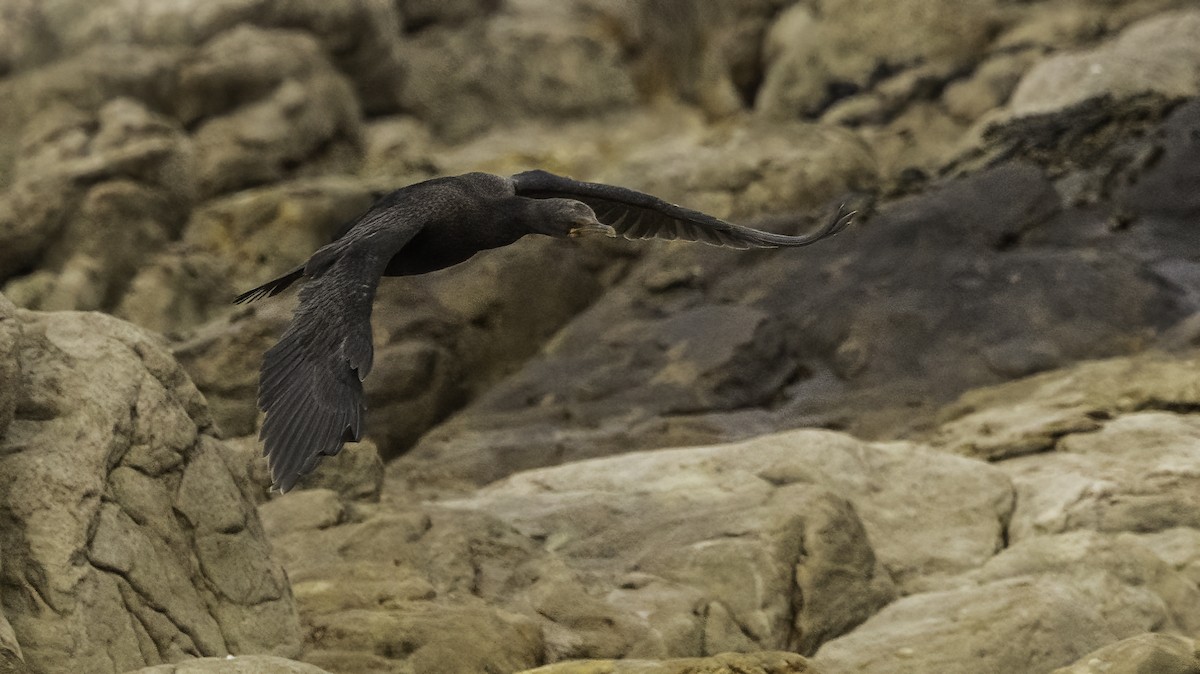 Crowned Cormorant - ML646762494