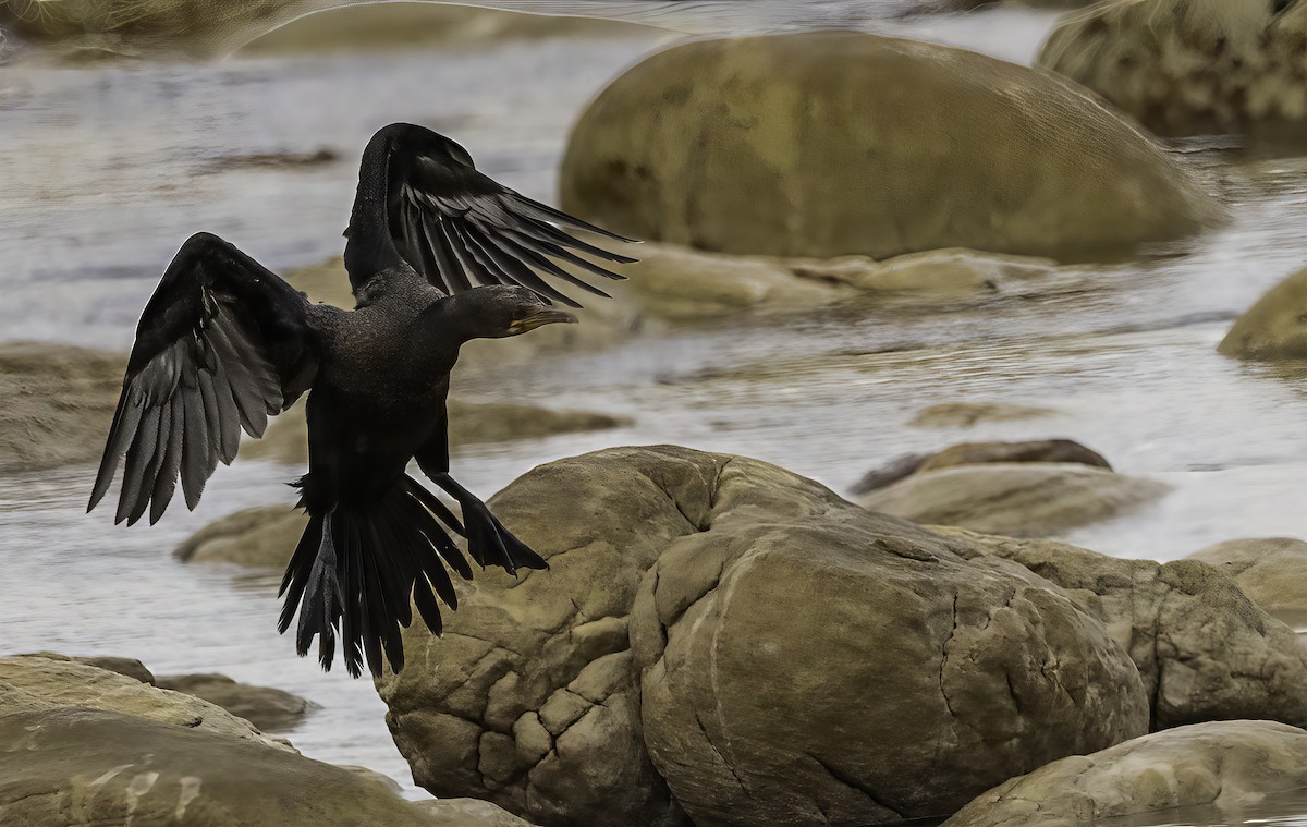 Crowned Cormorant - ML646762495