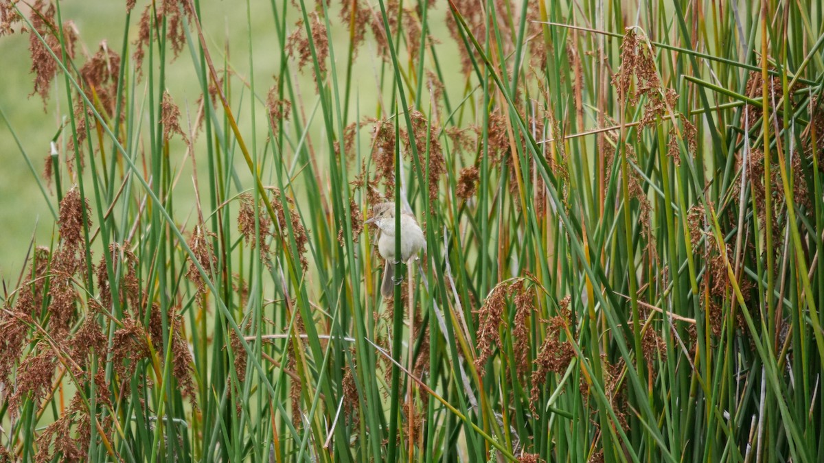 Australian Reed Warbler - ML646762506