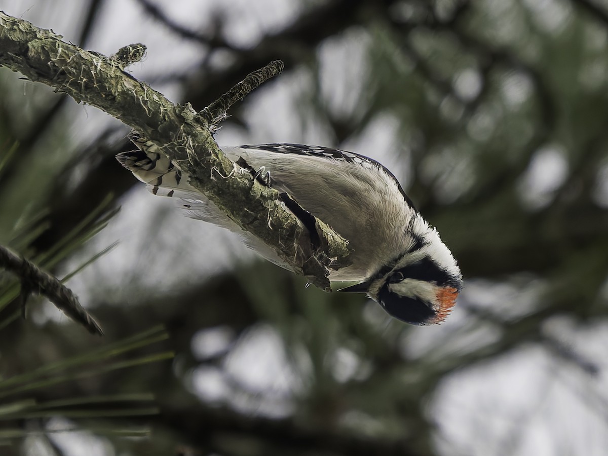 strakapoud osikový - ML646762518