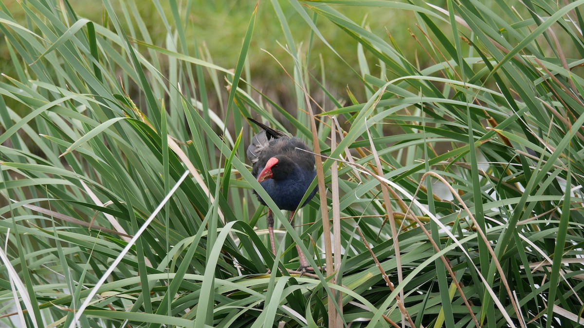 Australasian Swamphen - ML646762522