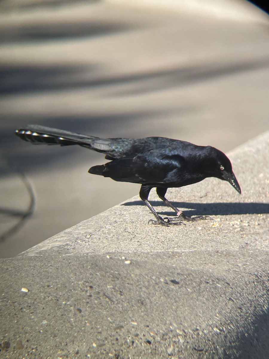 Great-tailed Grackle - ML646762529