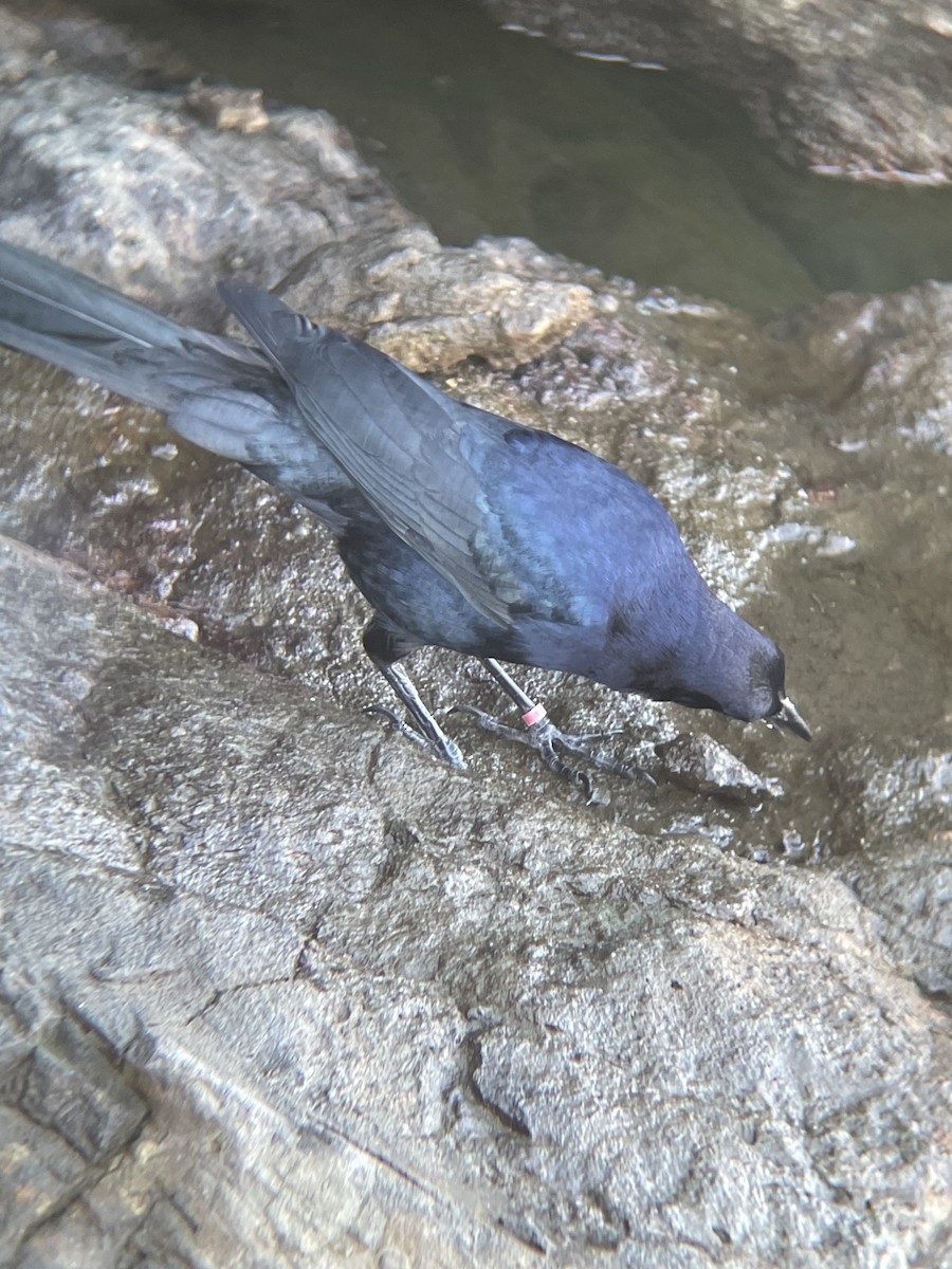 Great-tailed Grackle - ML646762530