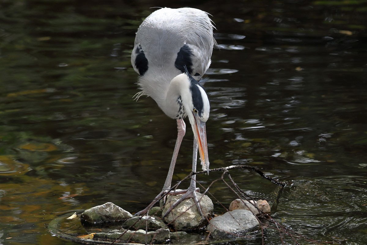 Gray Heron - ML646762537