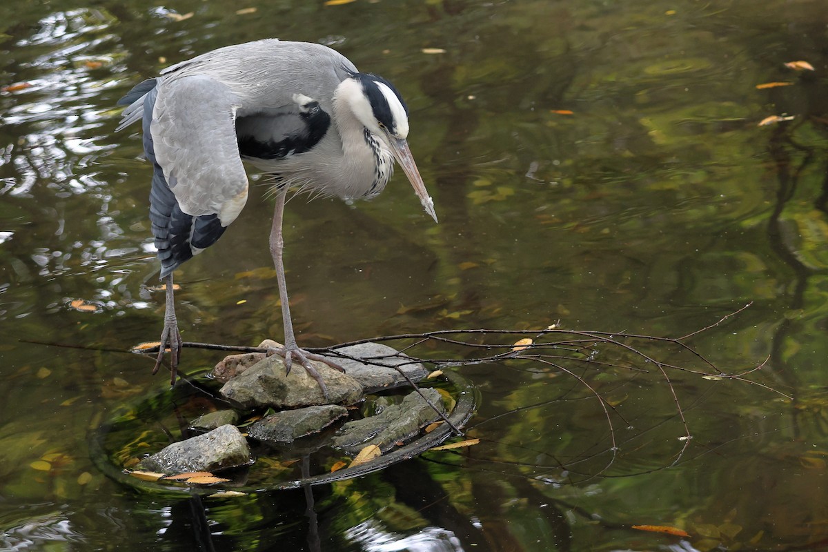 Gray Heron - ML646762538