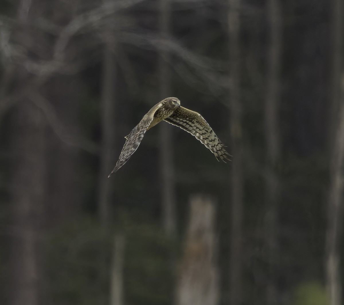 moták severoamerický - ML646762542