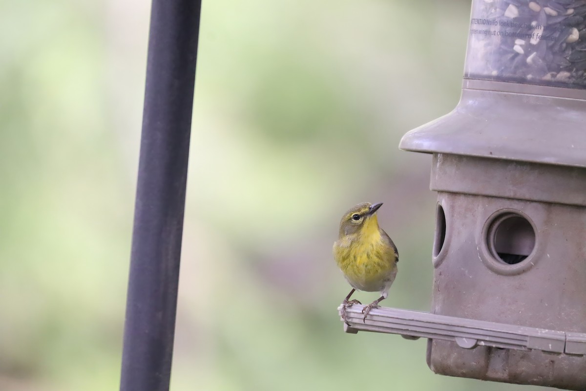 Pine Warbler - ML646762547
