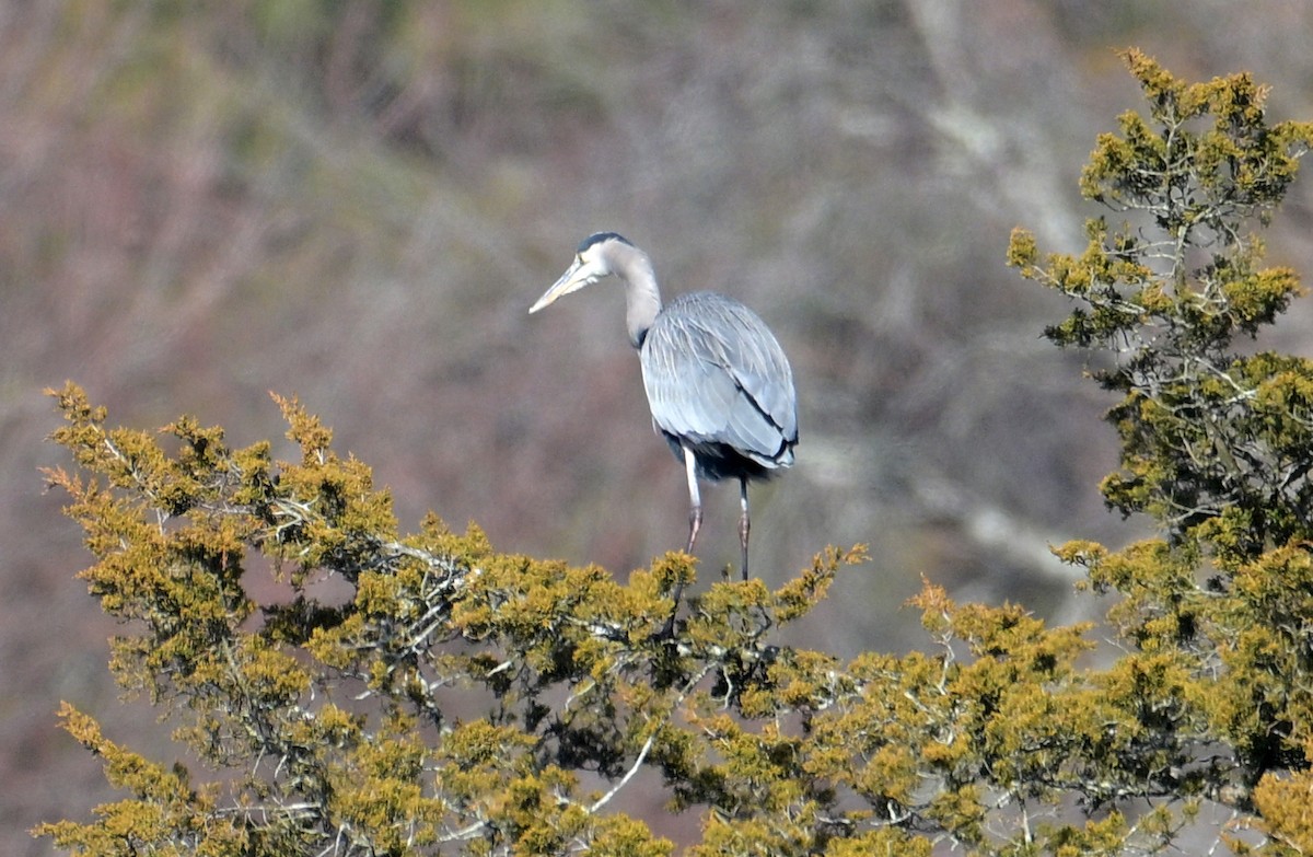 Great Blue Heron - ML646762552