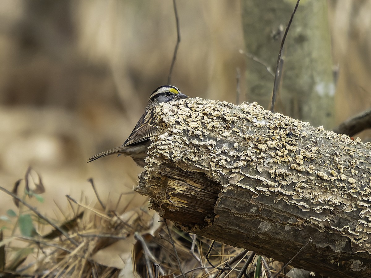 strnadec bělohrdlý - ML646762559