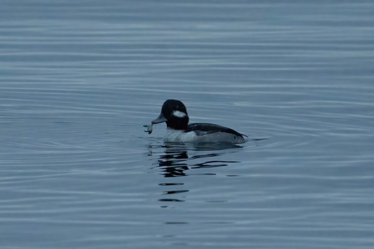 Bufflehead - ML646762560