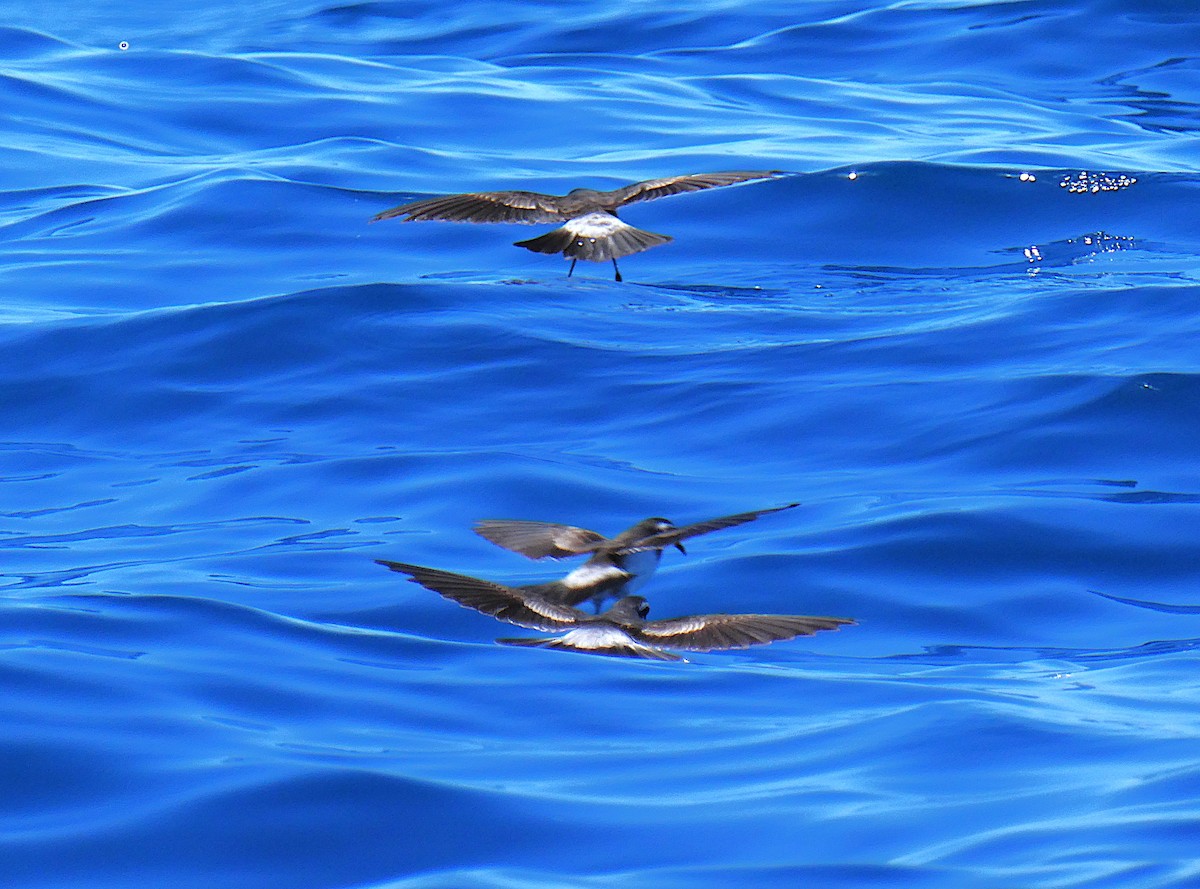 Weißgesicht-Sturmschwalbe - ML646762564