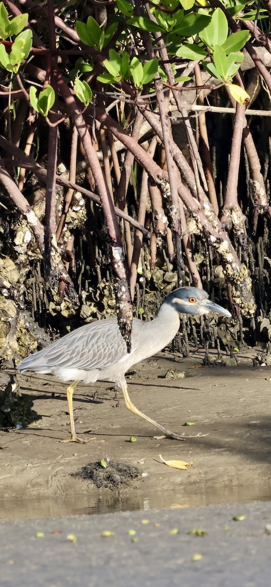 kvakoš žlutočelý - ML646762566