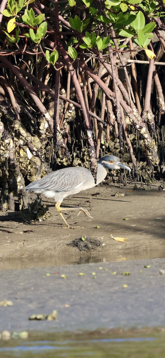 kvakoš žlutočelý - ML646762567