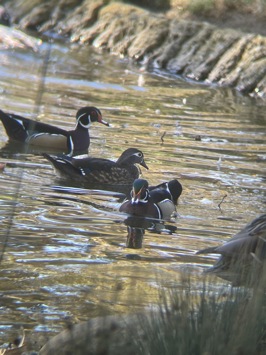 Canard branchu - ML646762569