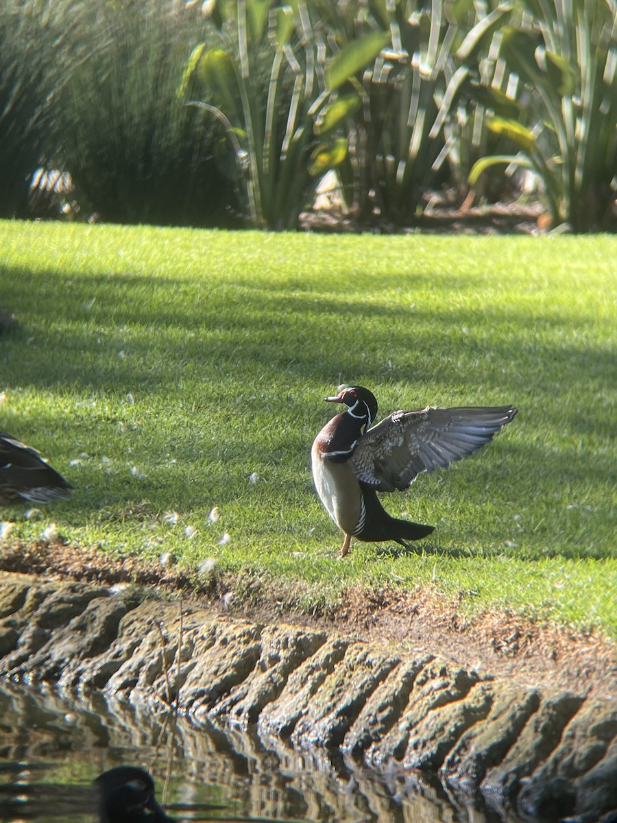 Canard branchu - ML646762570