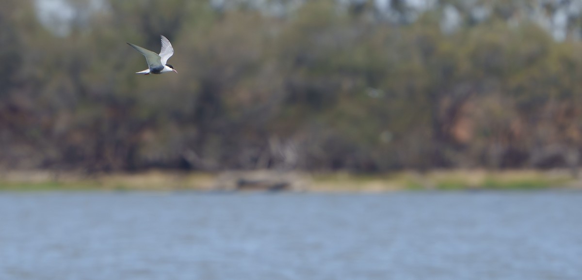 מירומית לבנת-לחי - ML646762571
