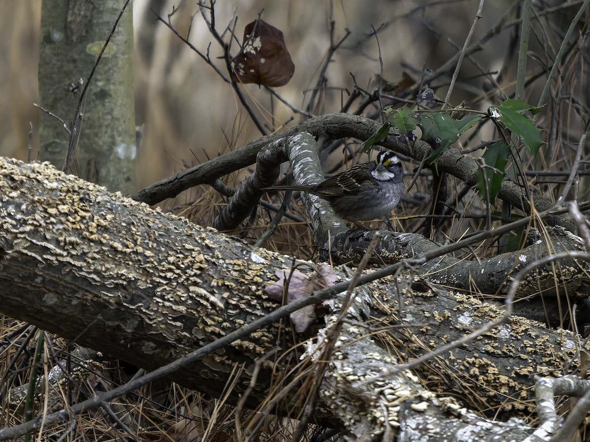 strnadec bělohrdlý - ML646762572