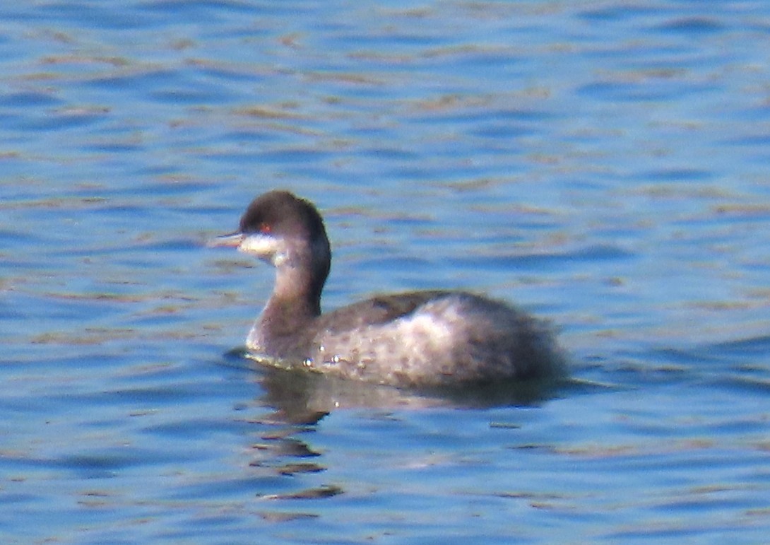 Grèbe à cou noir - ML646762573