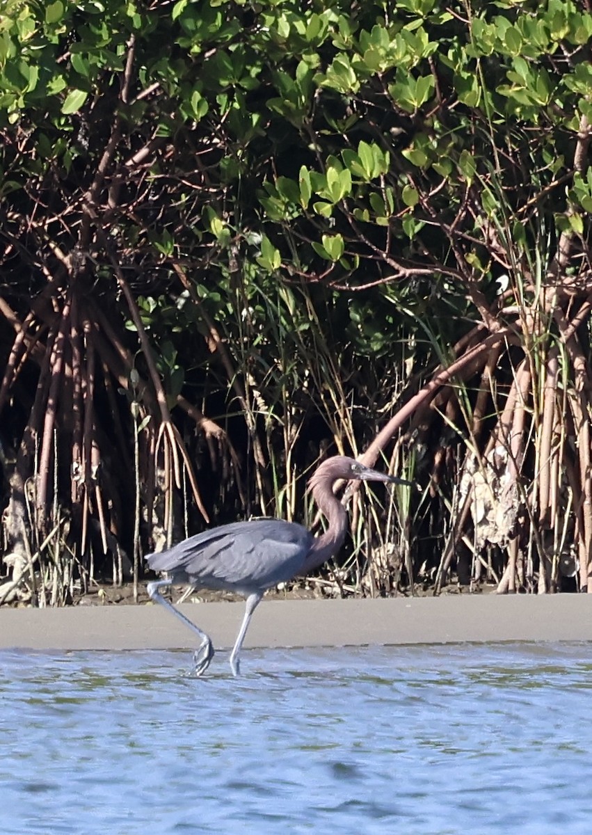 Чепура рудошия - ML646762584