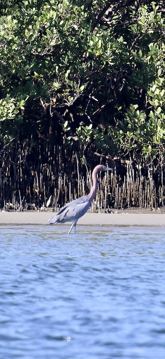 Чепура рудошия - ML646762585