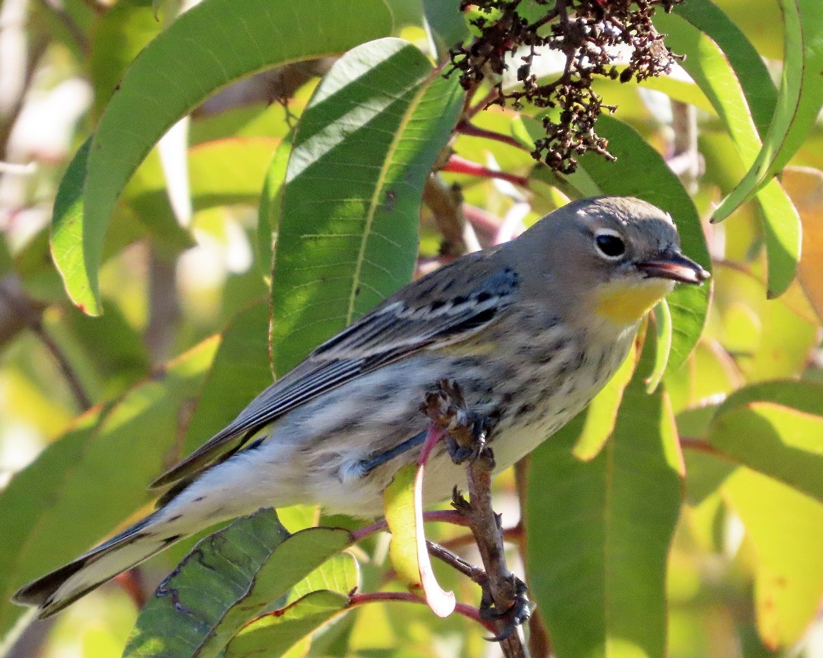 Yellow-rumped Warbler (Audubon's) - ML646762586