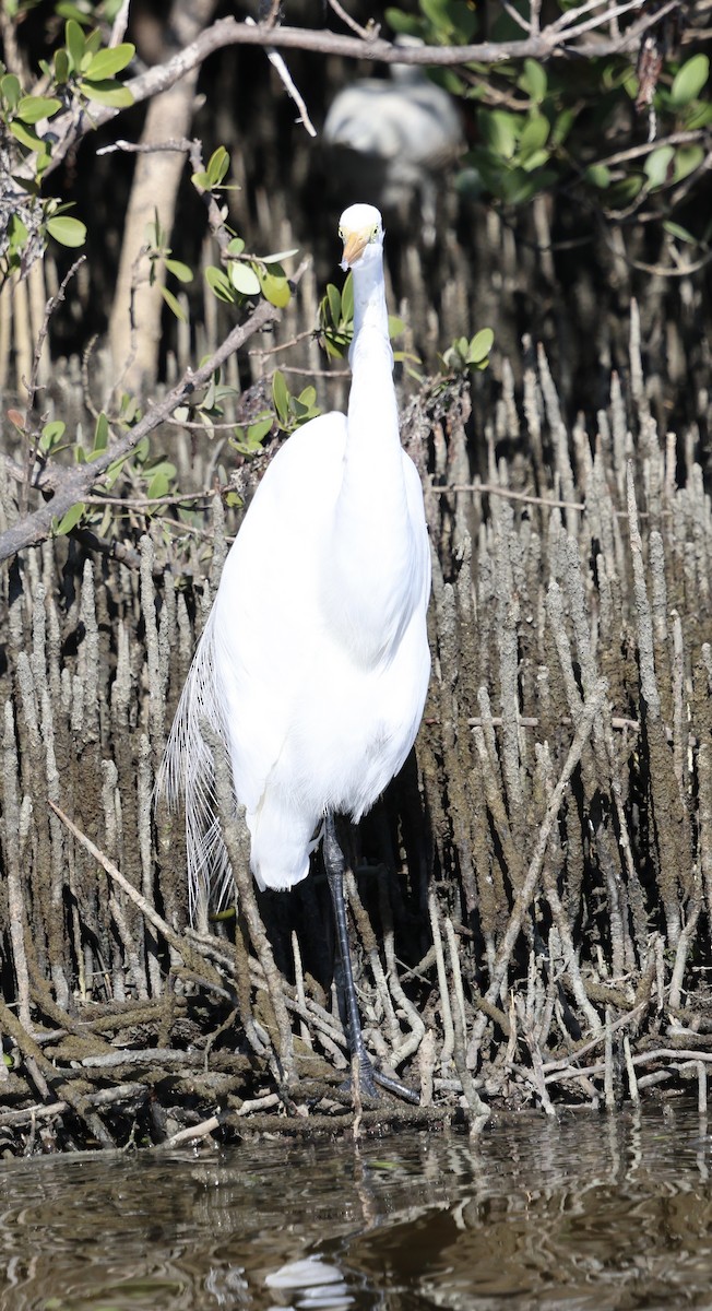 Чапля велика - ML646762590