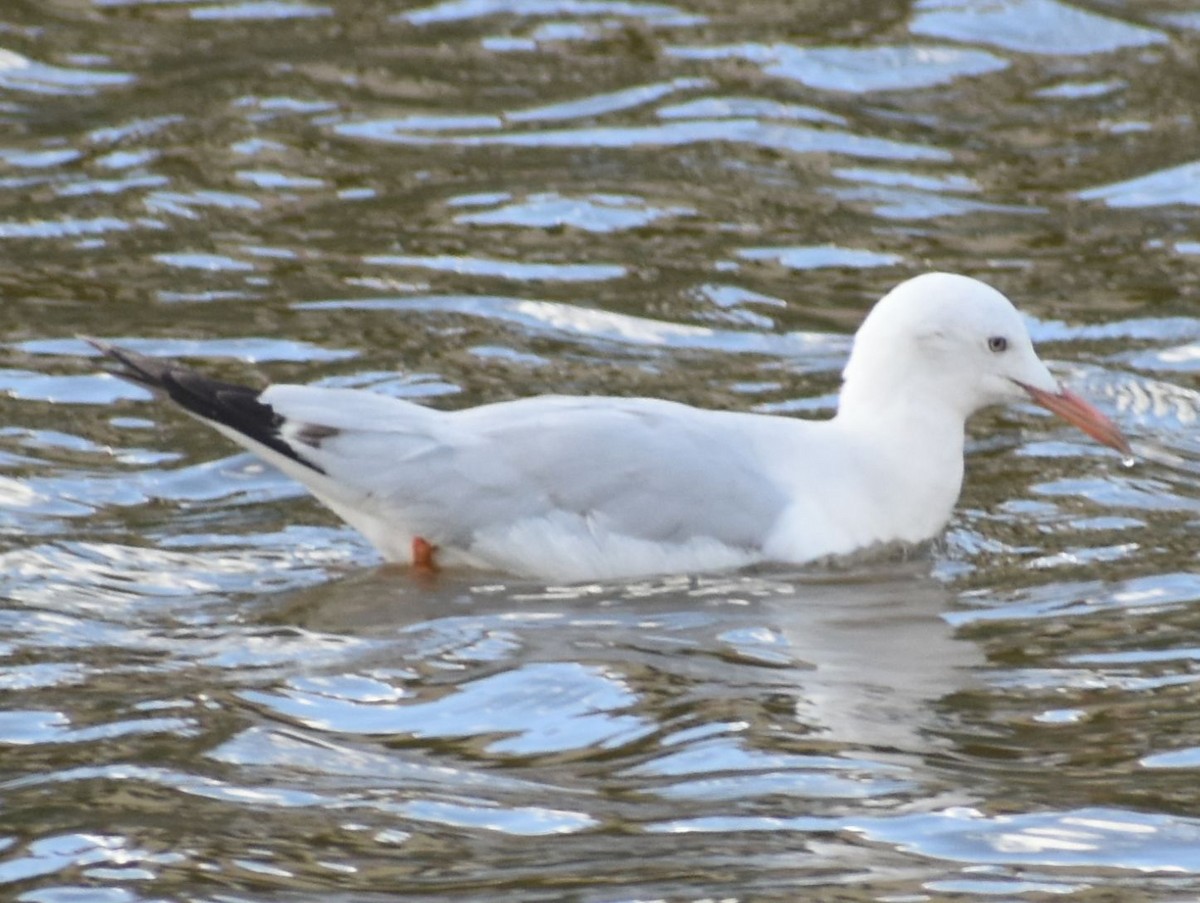 İnce Gagalı Martı - ML646762593