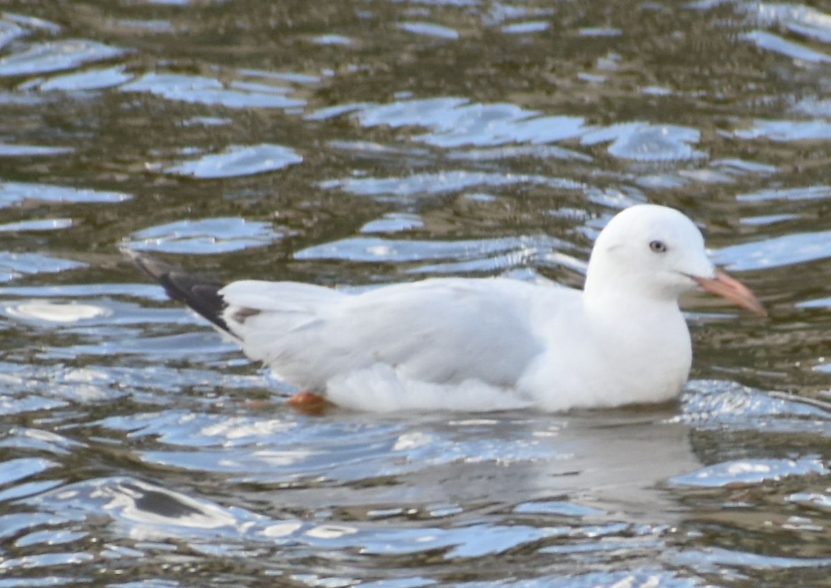 İnce Gagalı Martı - ML646762595