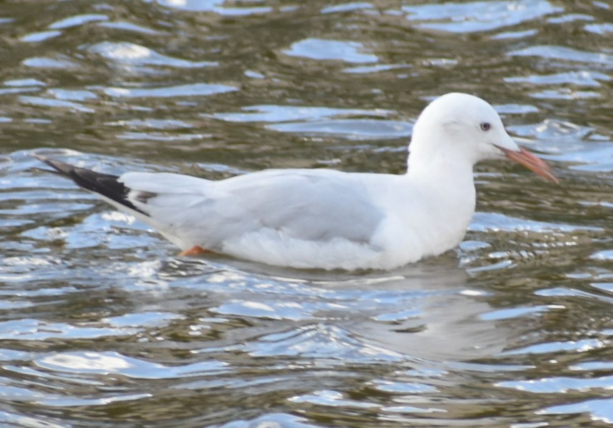 İnce Gagalı Martı - ML646762596