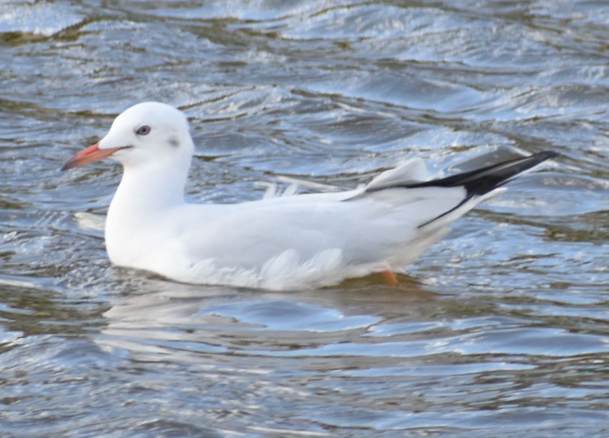 İnce Gagalı Martı - ML646762597