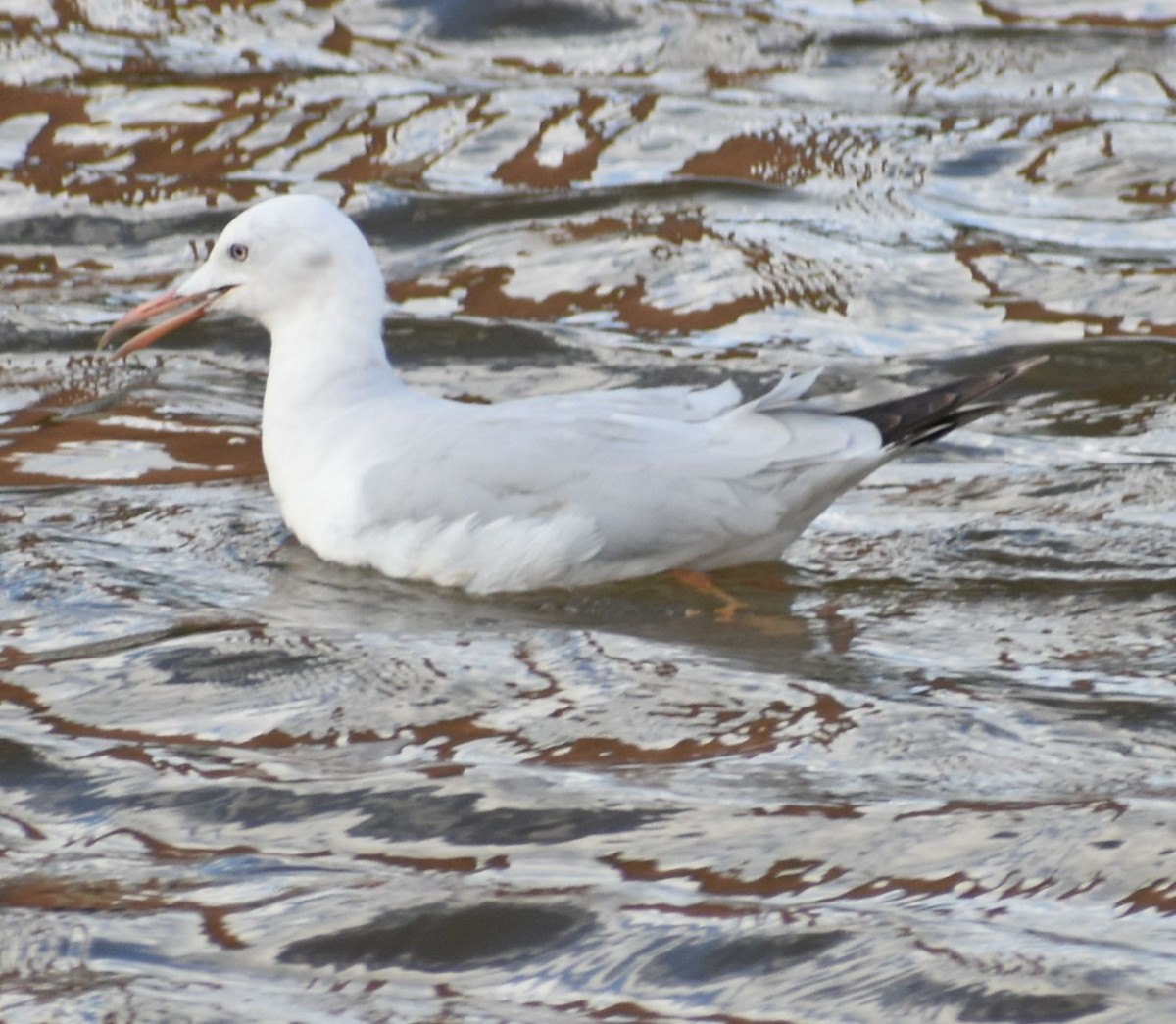 İnce Gagalı Martı - ML646762598